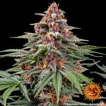 Barneys Farm Runtz Autoflower – Samenpackung