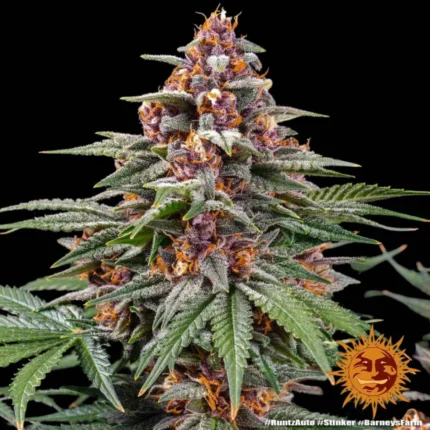 Barneys Farm Runtz Autoflower – Samenpackung