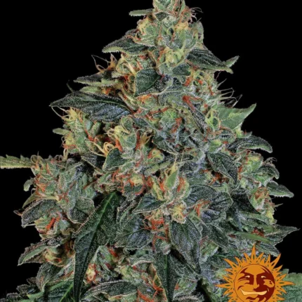 Barneys Farm Blueberry OG – Samenpackung