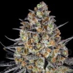 Barneys Farm LSD – Samenpackung