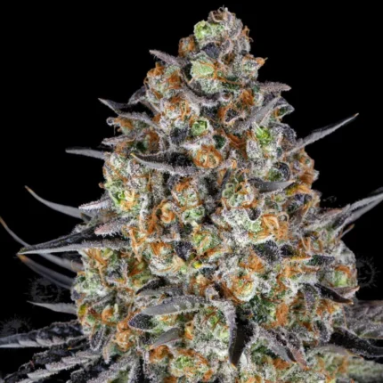Barneys Farm LSD – Samenpackung