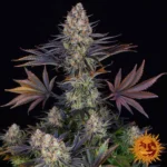 Barneys Farm LSD