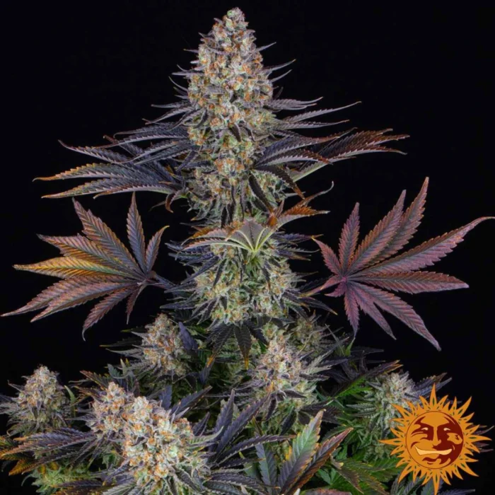 Barneys Farm LSD