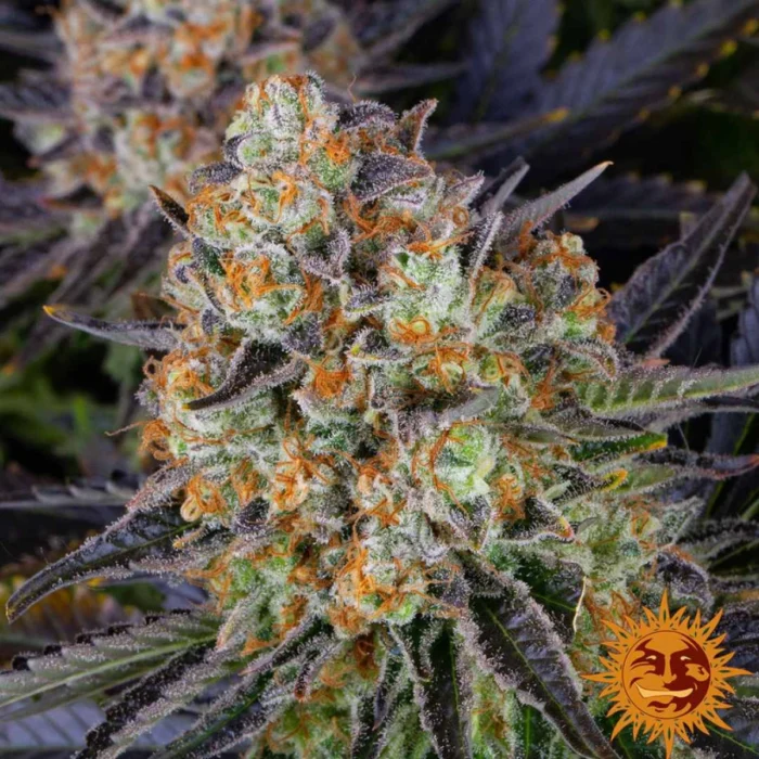 Barneys Farm LSD