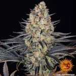 Barneys Farm LSD