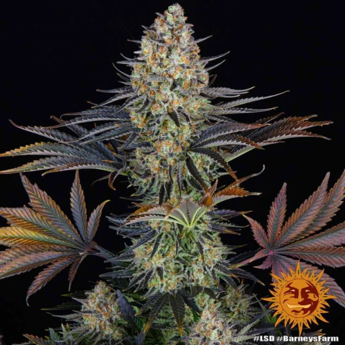 Barneys Farm LSD