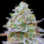 Barneys Farm Gorilla Zkittlez – Samenpackung