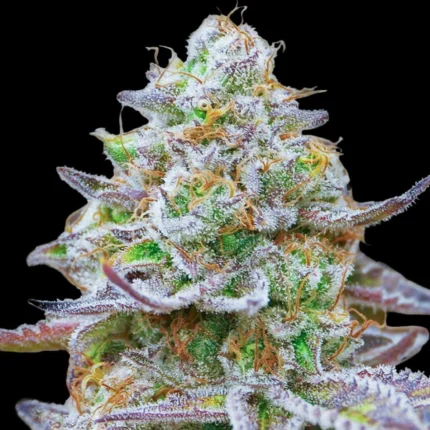 Barneys Farm Gorilla Zkittlez – Samenpackung