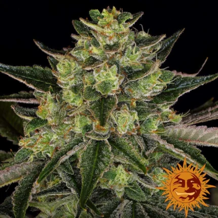 Barneys Farm Gorilla Zkittlez