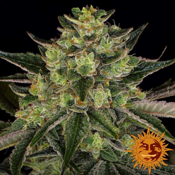 Barneys Farm Gorilla Zkittlez