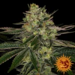 Barneys Farm Gorilla Zkittlez