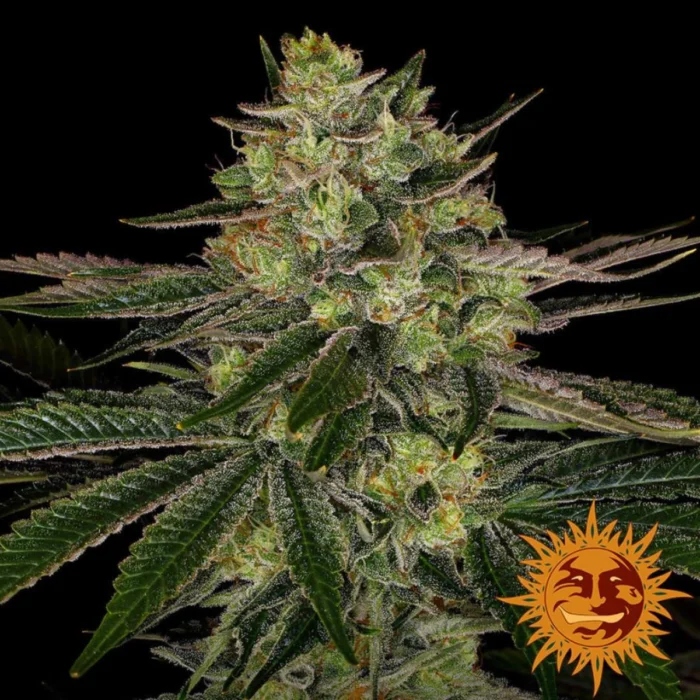 Barneys Farm Gorilla Zkittlez