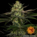 Barneys Farm Gorilla Zkittlez