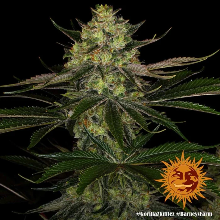 Barneys Farm Gorilla Zkittlez