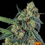 Barneys Farm Cookies Kush – Samenpackung