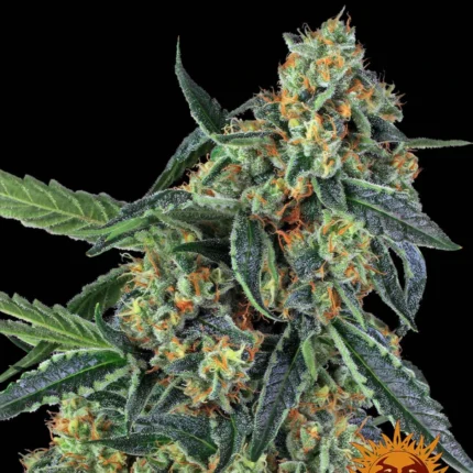 Barneys Farm Cookies Kush – Samenpackung