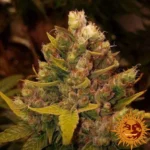 Cookies Kush Barney's Farm