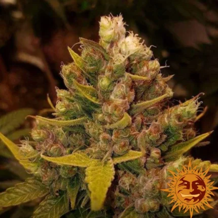 Cookies Kush Barney's Farm