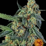 Cookies Kush Barney's Farm