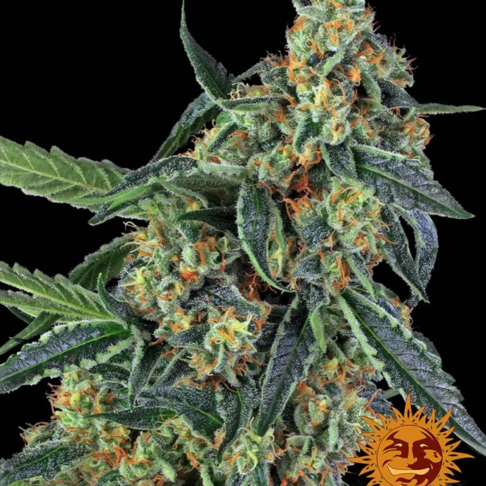 Cookies Kush Barney's Farm