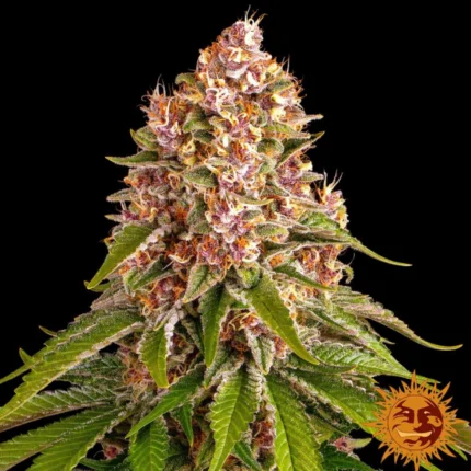 Barneys Farm Pink Kush – Samenpackung