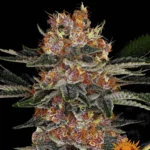 Barneys Farm Purple Punch Auto – Samenpackung