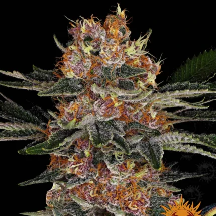 Barneys Farm Purple Punch Auto – Samenpackung