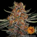 Purple Punch Autoflowering Barneys Farm