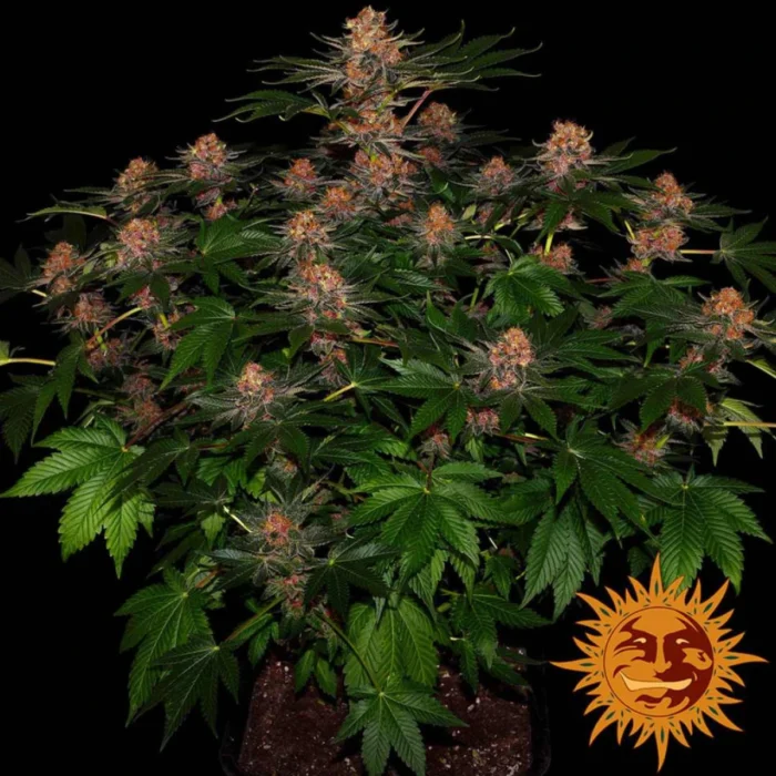 Purple Punch Autoflowering Barneys Farm