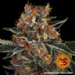 Purple Punch Autoflowering Barneys Farm