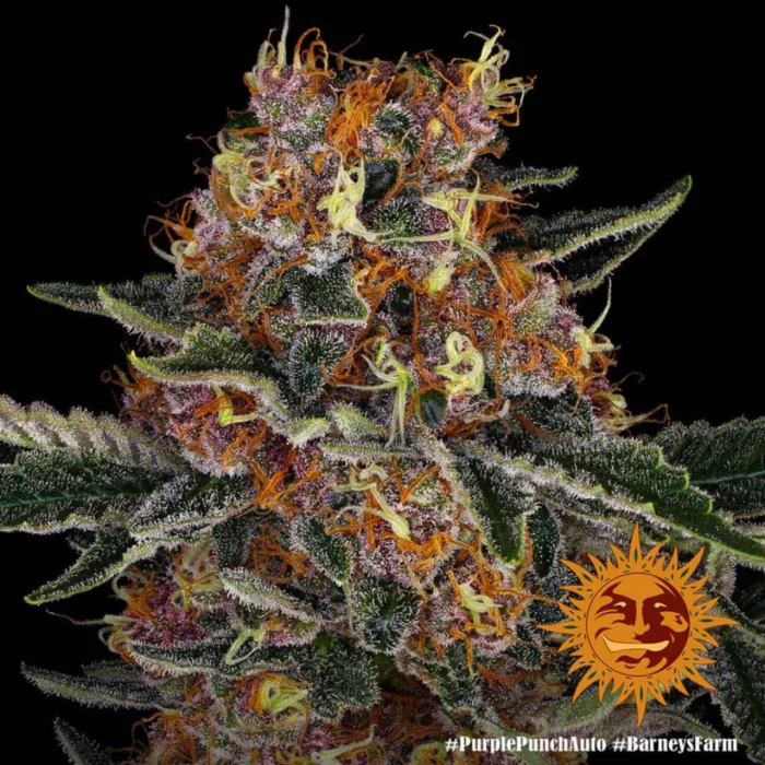 Purple Punch Autoflowering Barneys Farm