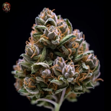 OG Kush CBD Samen