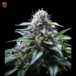 OG Kush CBD Samen – Twins Garden Seeds