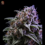 OG Kush CBD Samen – Twins Garden Seeds