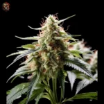 White Widow CBD – Twins Garden Seeds