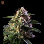 White Widow CBD – Twins Garden Seeds