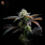 Acapulco Gold Autoflower Strains