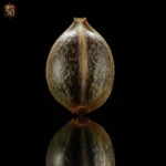 Acapulco Gold Autoflower – Twins Garden Seeds