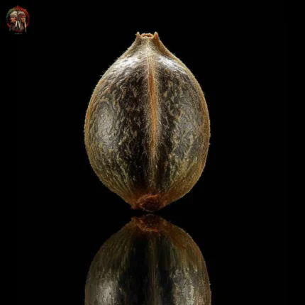 Acapulco Gold Autoflower – Twins Garden Seeds