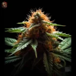 Acapulco Gold Autoflower Strains