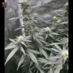 Acapulco Gold Autoflower