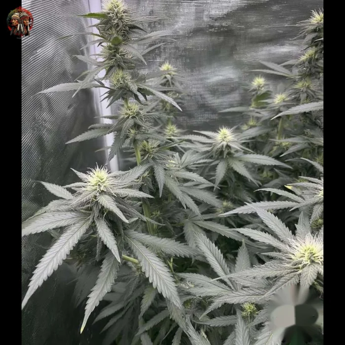 Acapulco Gold Autoflower