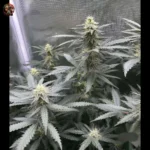 Acapulco Gold Autoflower Strains