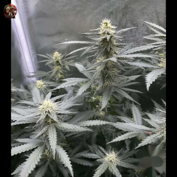 Acapulco Gold Autoflower Strains