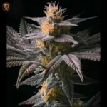 Acapulco Gold Cannabis Samen