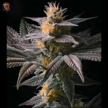 Acapulco Gold Cannabis Samen