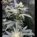 Acapulco Gold Cannabis Samen