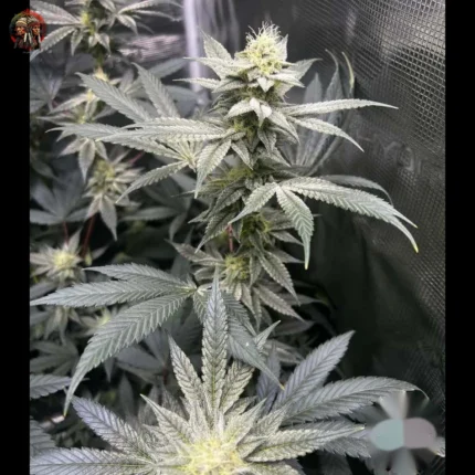 Acapulco Gold Cannabis Samen