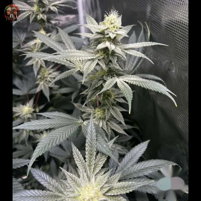 Acapulco Gold Cannabis Samen