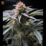 Acapulco Gold Cannabis Samen
